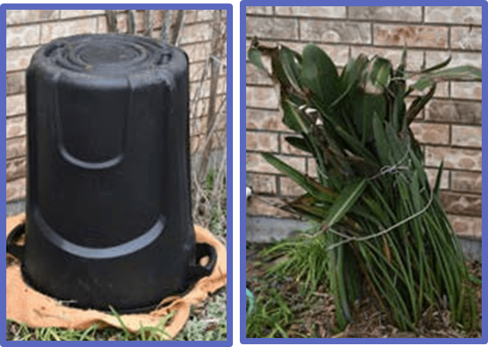 Bird of paradise before and after the freeze.